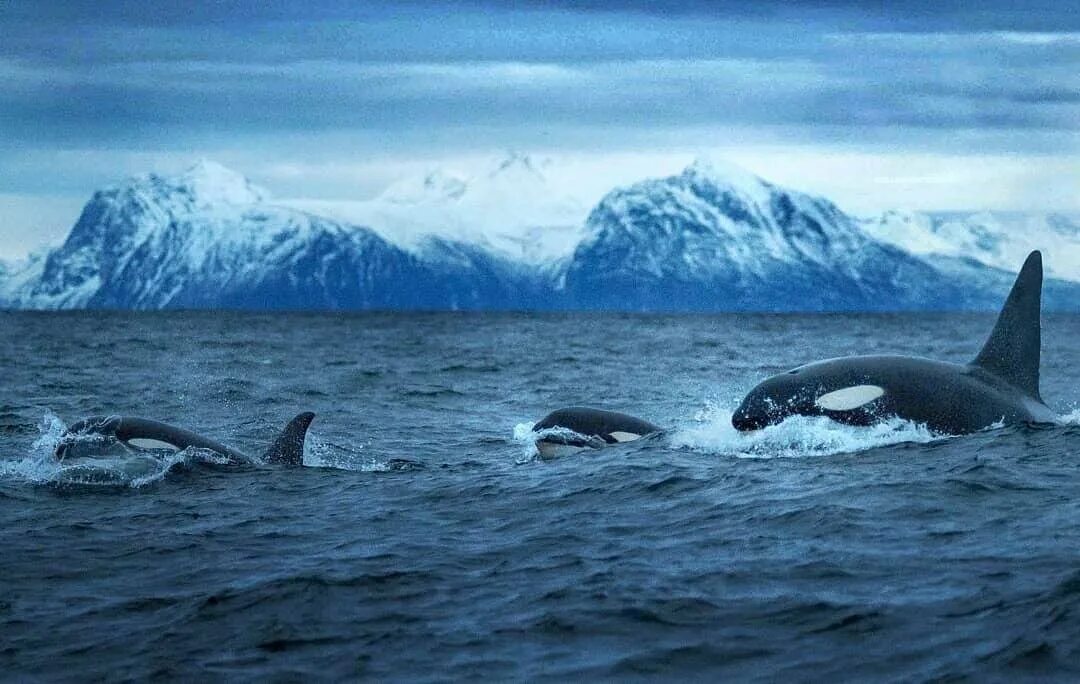 Китовое сафари в Норвегии. Териберка касатки киты. Китовое сафари Исландия. Норвегия Анденес киты. Тур в мурманск на китов