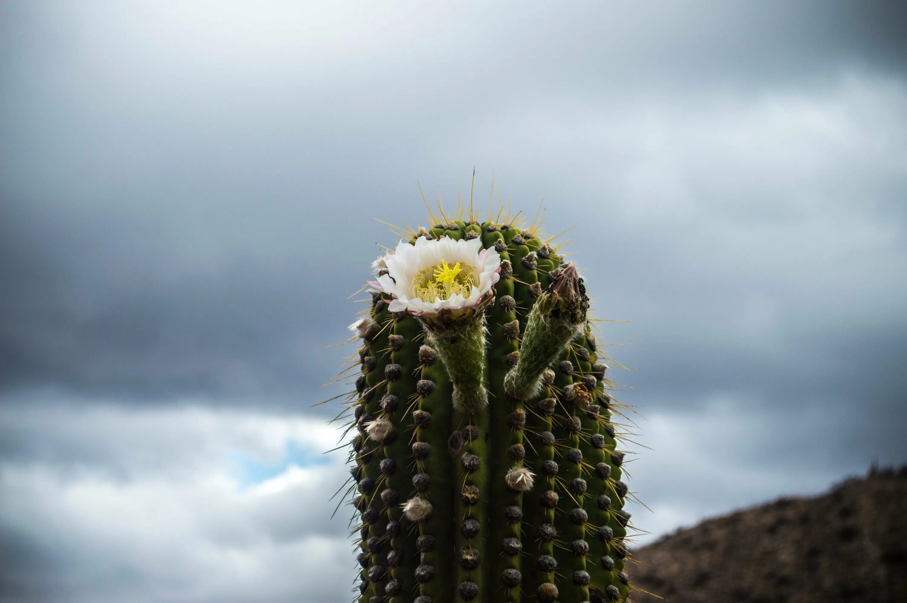 Cactus dg. Кактус Сан Педро. Кактус Сан Педро цветет. Цветок кактуса Сагуаро. Acanthocereus tetragonus.