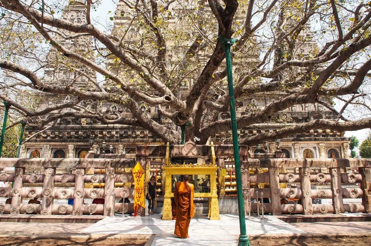 Дерево Бодхи Шри Ланка. Храм Махабодхи дерево Бодхи. Дерево Бодхи в буддизме. Бодхгая дерево Бодхи. Культовые деревья