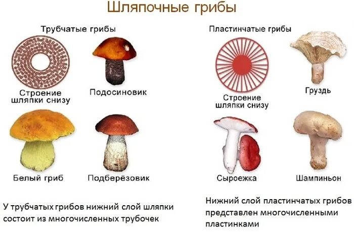 Шляпочные грибы трубчатые и пластинчатые. Грибы пластинчатые и трубчатые съедобные. Пластинчатые и трубчатые грибы строение. Строение трубчатых и пластинчатых грибов рисунки. Различие пластинчатых и трубчатых грибов