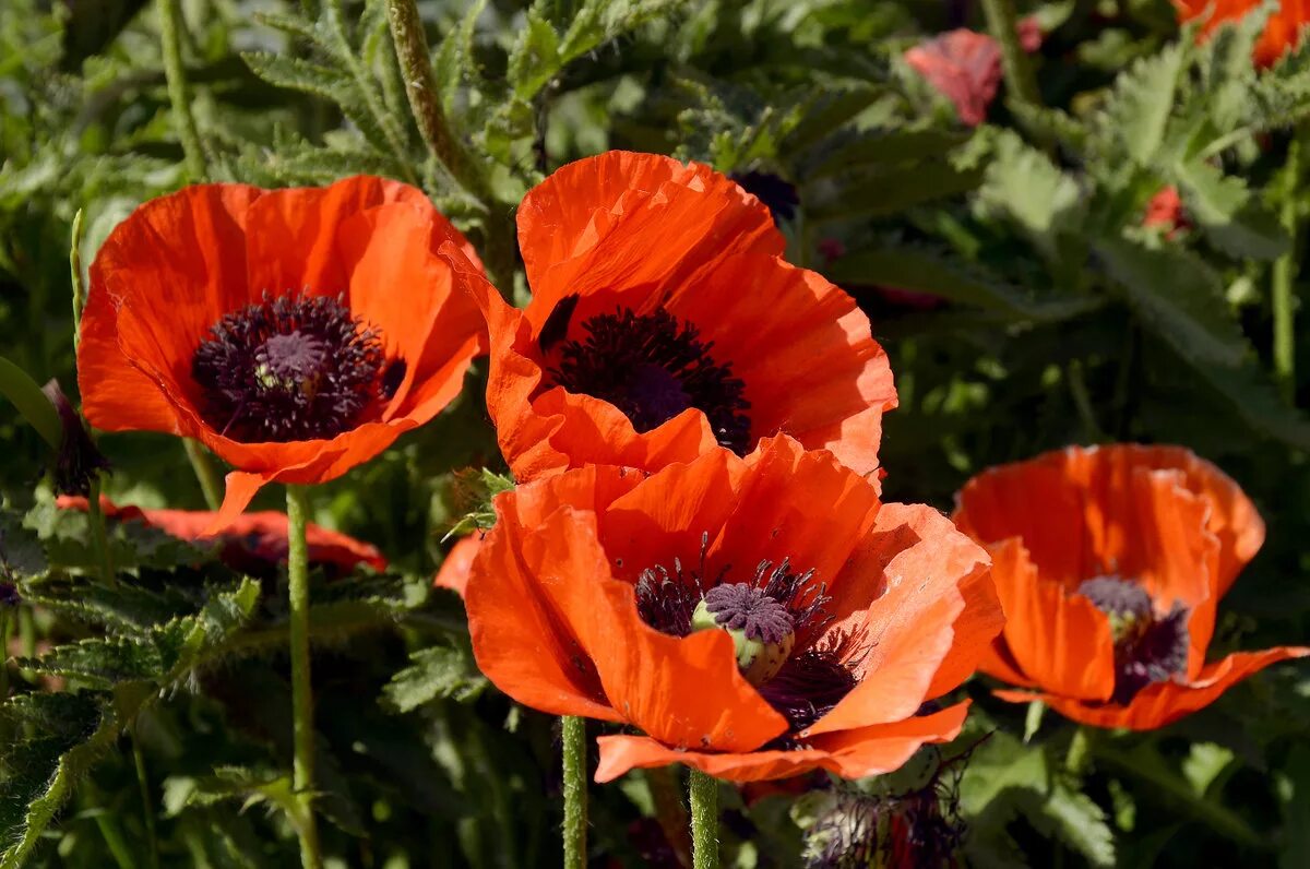 Восточные растения названия. Мак Papaver. Мак Papaver Cardinal. Мак Восточный (Papaver orientale). Мак Восточный Pink Ruffles.