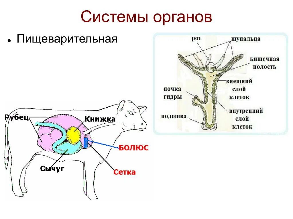 Системы органов животных схема. Пищеварительная система животного схема. Строение пищеварительной системы животного. Система пищеварения анатомия животных.