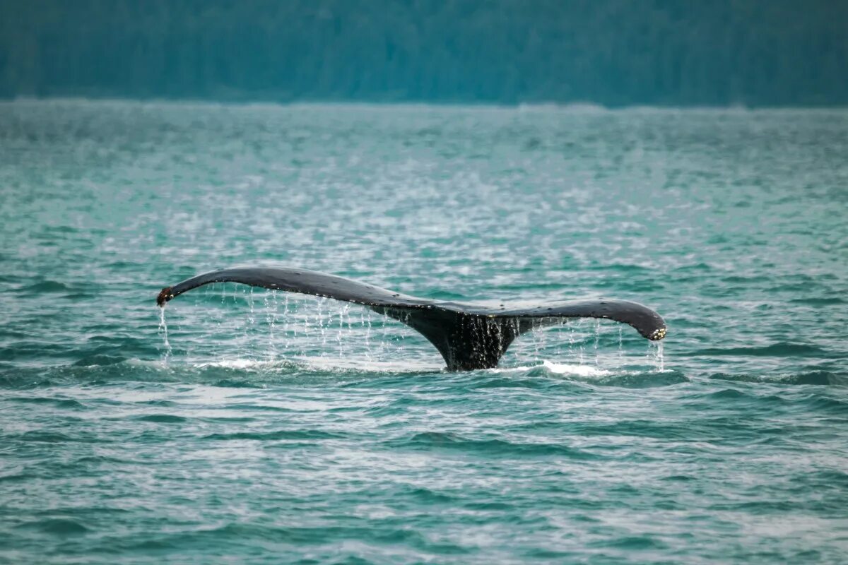 Хвост кита. Китовый хвост. Хвост кита фото. Хвост кита в океане. Ласты китообразных