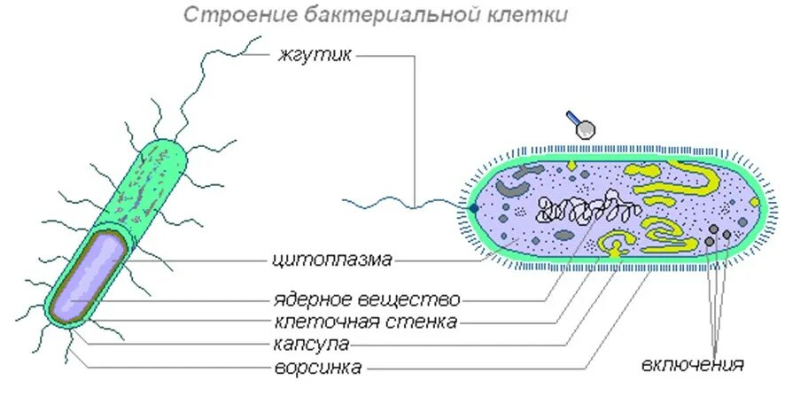 Строение бактериальной клетки биология. Структура бактериальной клетки рисунок. Строение бактерий бактерий. Строение клетки бактерии 5 класс биология.
