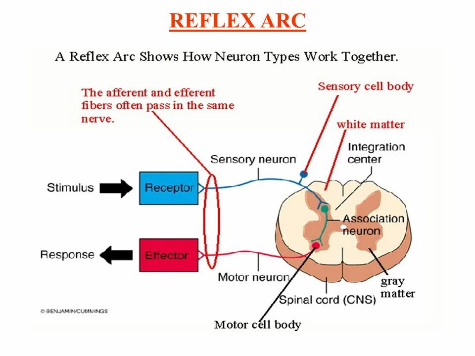 Somatic Reflex Arc. Система рефлексов. Рефлекс доғасы слайд. 4070 Рефлекс?. Рефлекс клетки