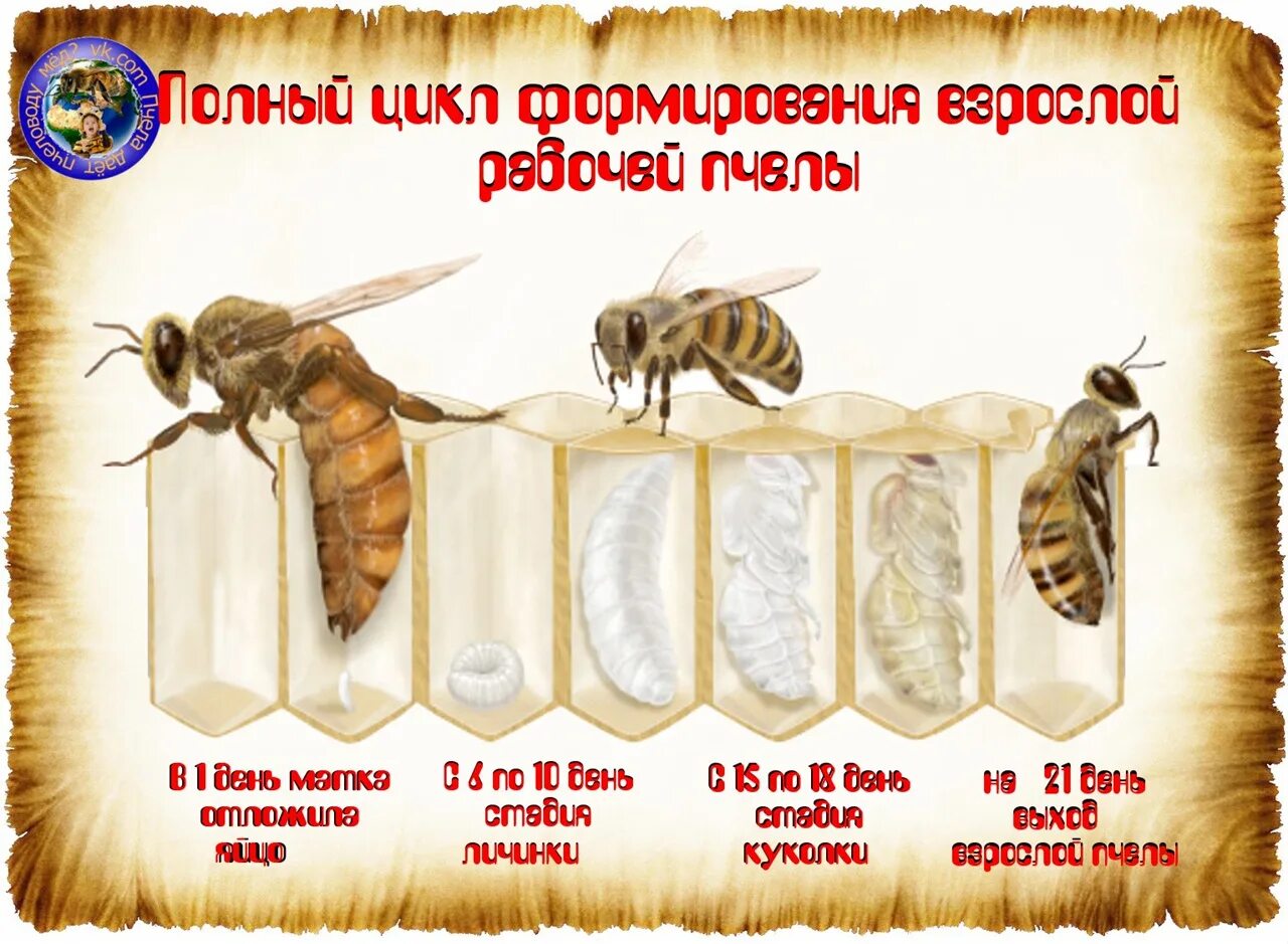 Сколько живет рабочая пчела. Цикл развития рабочей пчелы. Цикл развития рабочей пчелы по дням. Стадии развития пчелы. Календарь пчелы развития рабочей.