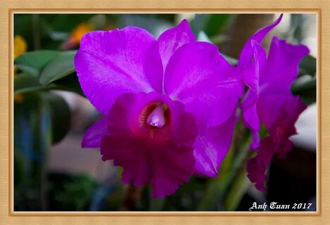 Cattleya (36835161103).jpg. 