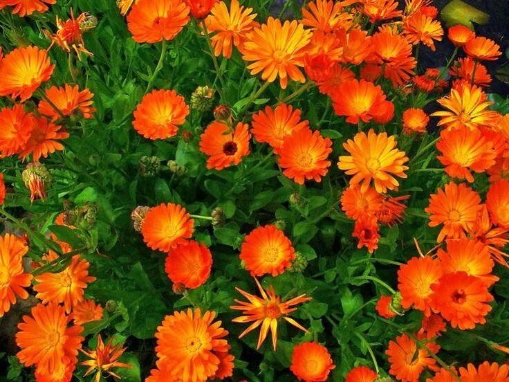 Calendula officinalis 'Indian Prince' Indian prince, Calendula, Plants