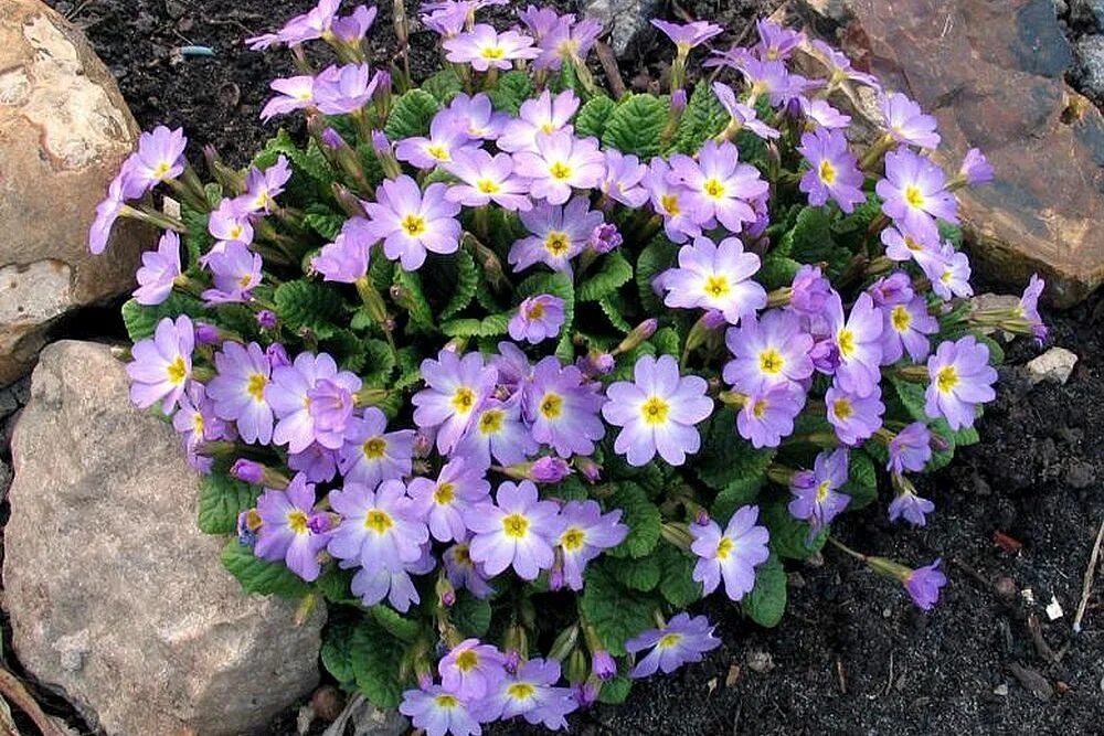 Примула подушковидная. Примула Воронова. Примула Воронова (Primula woronowii). Примула бесстебельная сиреневая.