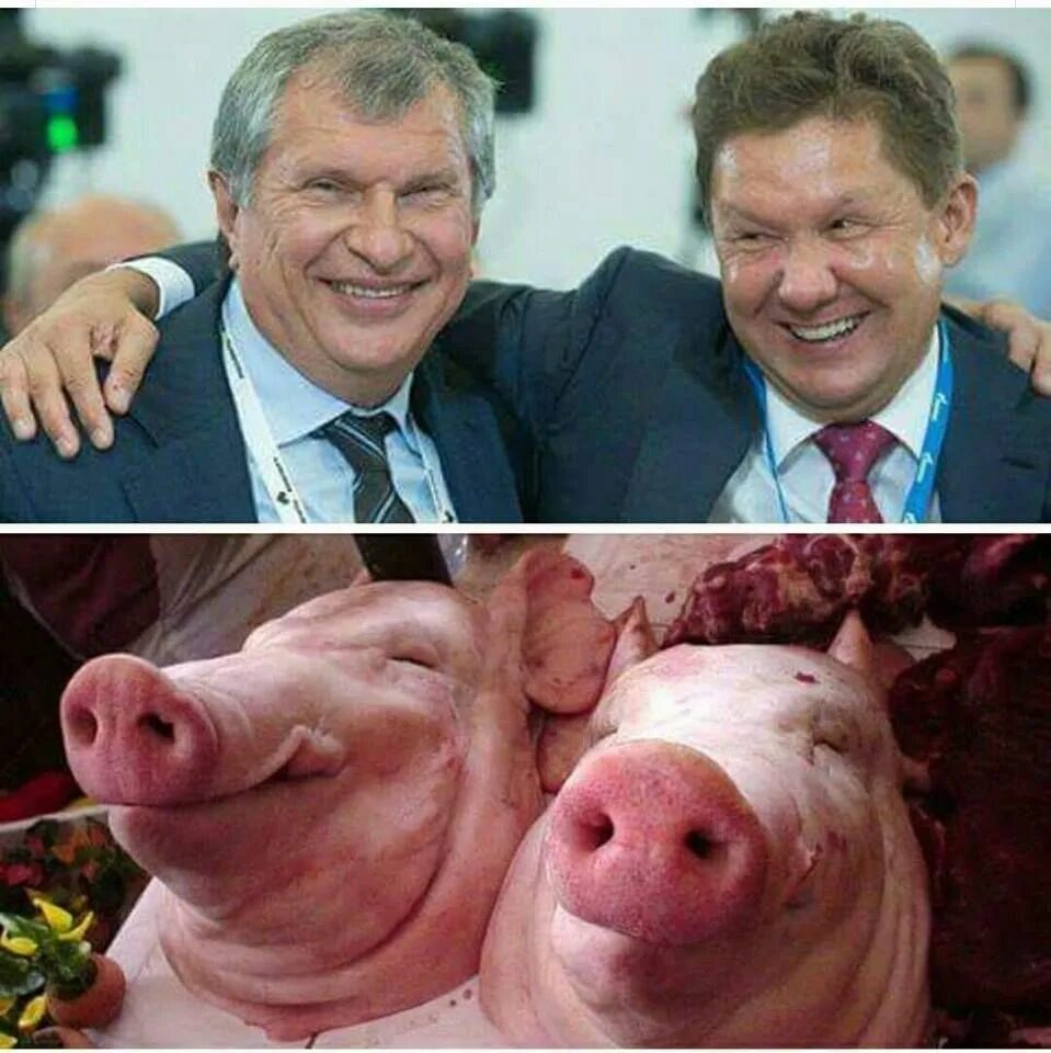 Русский народ свиньи. Русский народ свиньи. Русский народ свиньи. Русский народ свиньи. Смешные шутки про свиней.