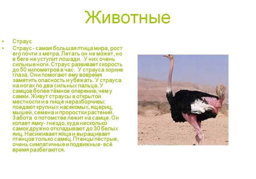 Бег страуса. Страус размер. Экоферма изборский страус. Птица африканский страус. Высота страуса.
