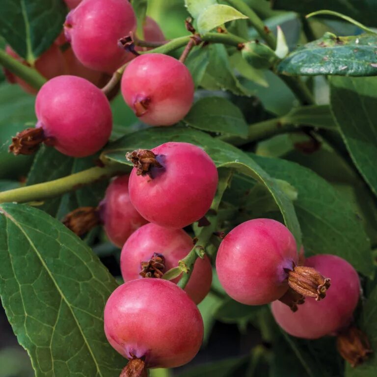 Голубика лимонад описание сорта. Голубика Садовая (сорт 'Pink Lemonade'). Голубика высокорослая Пинк лимонад. Голубика Садовая Pink Blueberry. Голубика Vaccinium Pink Berry.