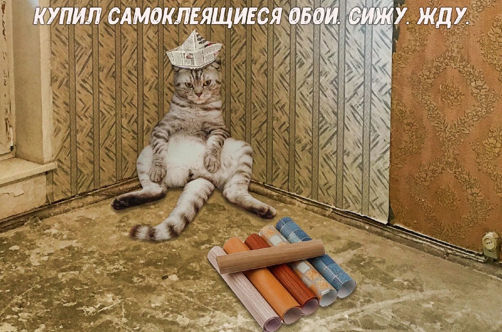 Кот ремонтирует. Котик ремонт. Кот делает ремонт. Кот и ремонт картинки. Просто сидеть и ждать