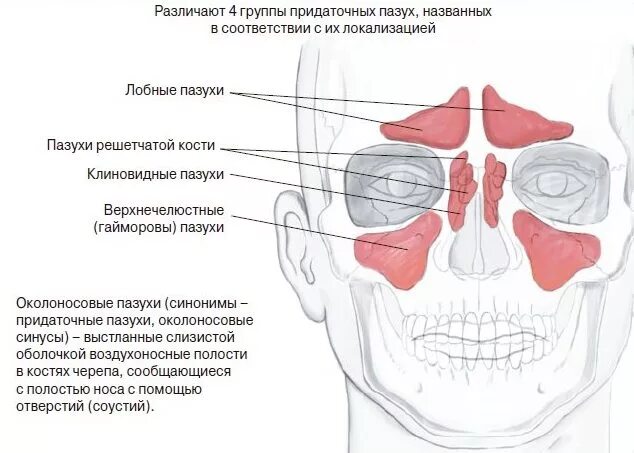 Заболевания придаточных пазух носа. Расположение придаточных околоносовых пазух носа. Придаточные (околоносовые) пазухи носа. Околоносовые пазухи строение. Околоносовые придаточные пазухи.