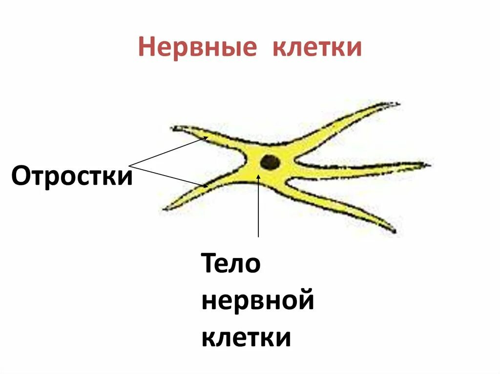 Диффузно разбросанная нервная система. Строение нервной клетки гидры. Строение нервной системы гидры. Строение нервной клетки кишечнополостных. Строение клеток гидры.