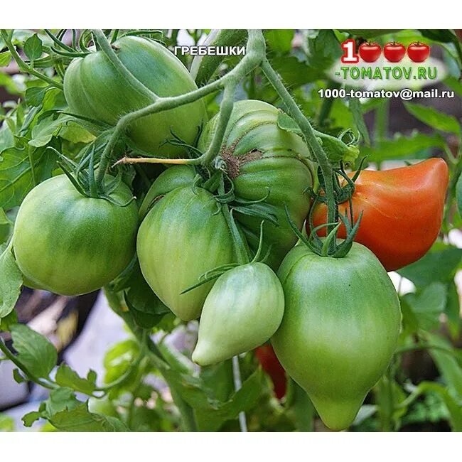 томат софьин гребешок. томат гребешки характеристика и описание. томат гребешок розовый гавриш. томат петушок-красный гребешок мязина. томат золотой гребешок f1.