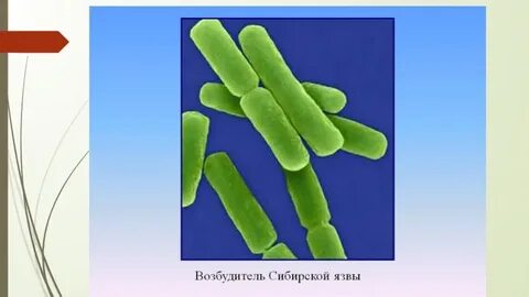 Возбудитель 18