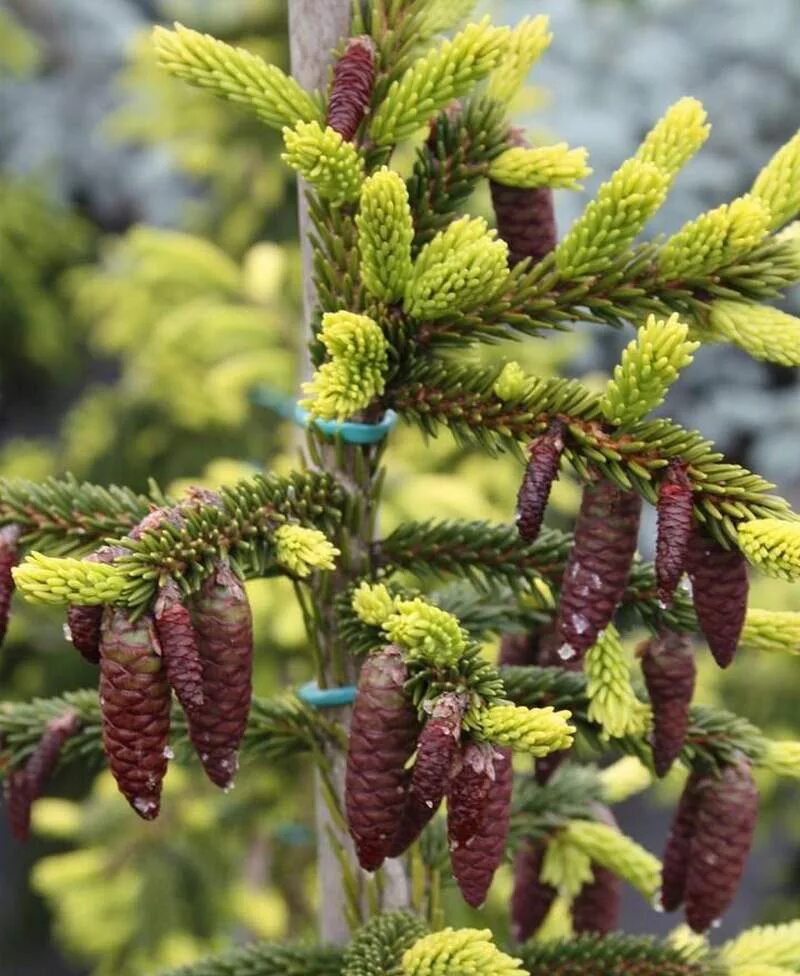 Picea aurea. Ель восточная (picea orientalis).. ель ауреоспиката. ель восточная ауреа спиката. picea orientalis aureospicata.