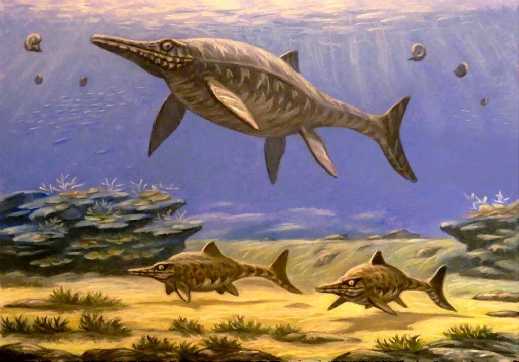 Акула ихтиозавр. Ихтиозавр Эра. Ихтиозавры Юрского периода. Ящер Ихтиозавр. Ихтиозавр Шонизавр.