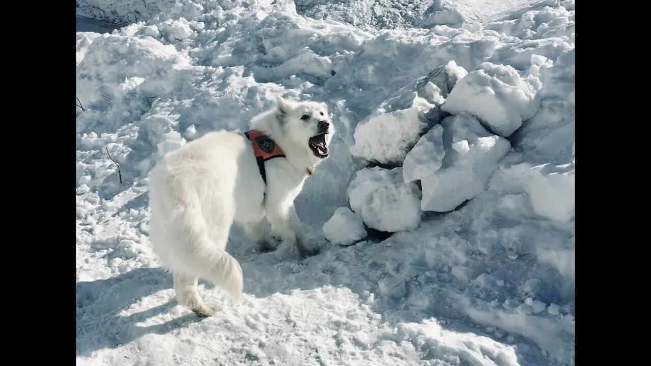Сенбернар собака спасатель. Сенбернар в Альпах. Собака в снегу. Собака снежный спасатель. Включи видео снежная