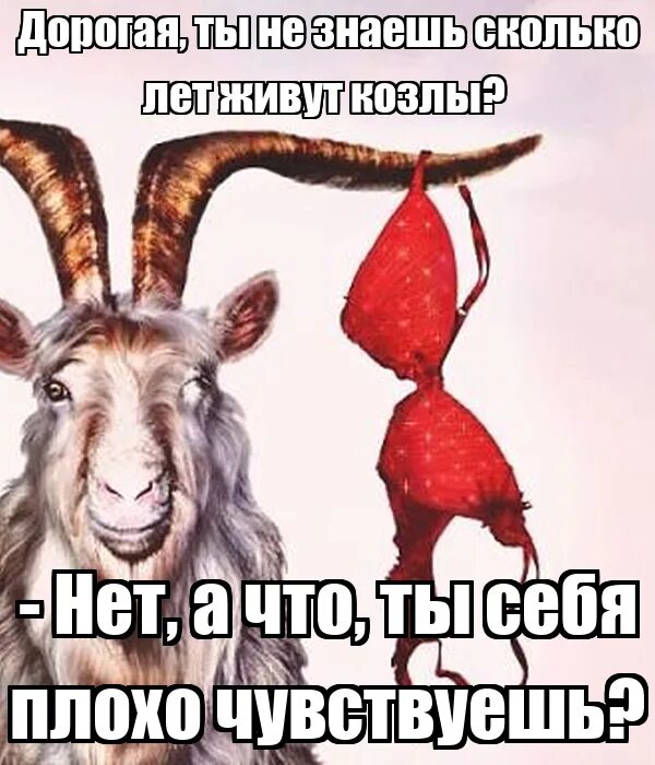 Сколько живут козлы