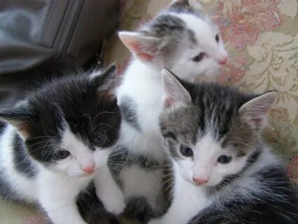 Котята в могилеве