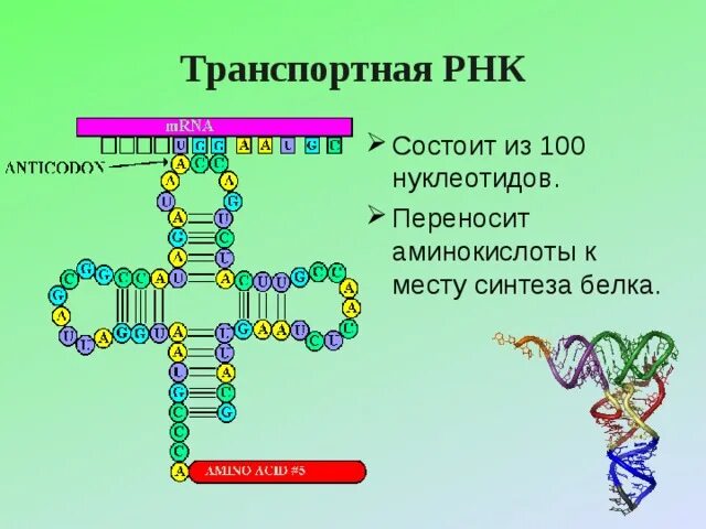 Транспортная РНК. Транспортная РНК (ТРНК). Части ТРНК. ТРНК состоит из.