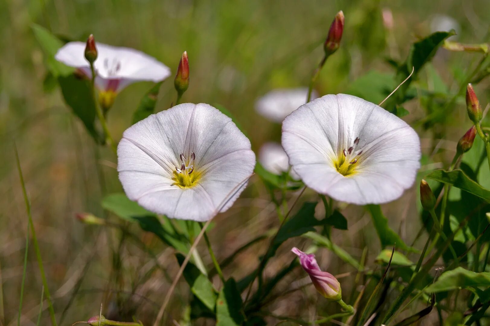 Березка полевая. Вьюнок полевой (Convolvulus arvensis). Вьюнок полевой (Convōlvulus arvēnsis). Садовое растение Вьюн (Вьюнок полевой). Вьюн Луговой.