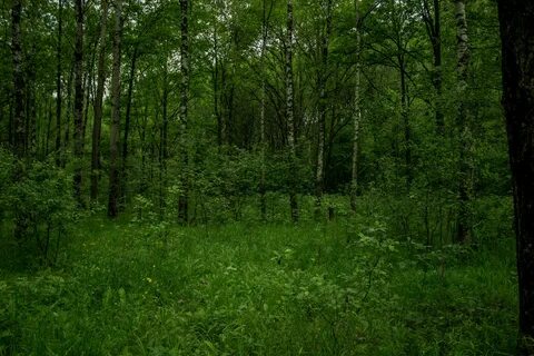 Глашу в лесу