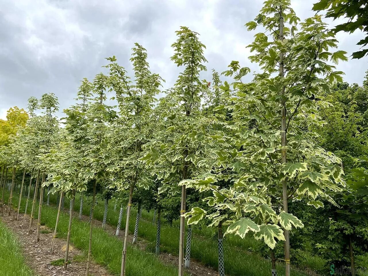 Клен остролистный друммонди. Acer platanoides drummondii. Клён остролистный drummondii. Кленостролистный"друммонди. Каменский питомник