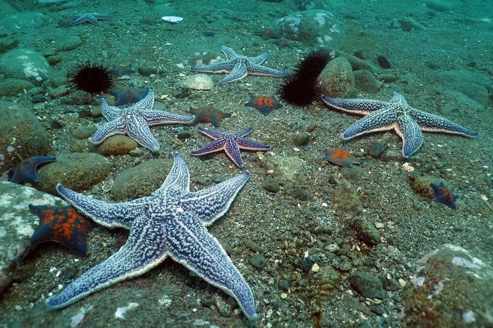 Глаза морской звезды. Бентос морская звезда. Морская звезда Ольгинка. Солястер морская звезда. Иглокожие Охотского моря.