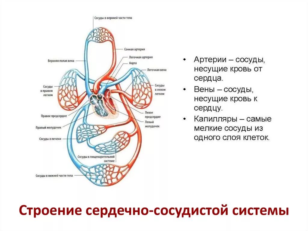 Перечисли органы кровообращения. Схема работы кровеносной системы. Строение кровеносной системы человека схема. Схема строения кровеносной системы человека биология 8 класс. Схема кровяной системы человека.