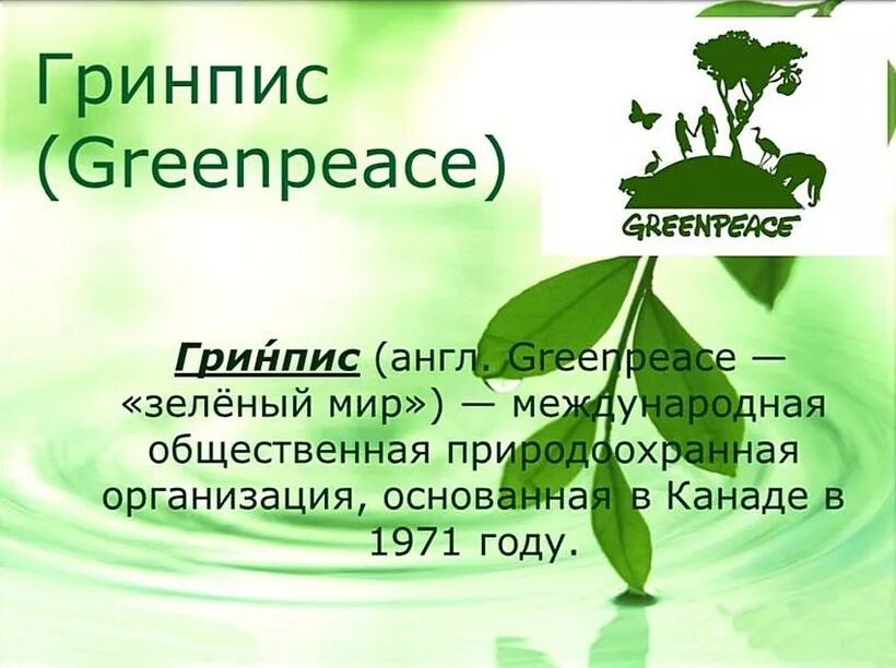 Гринпис сообщение. Организация гринпис. гринпис международная организация. гринпис международные экологические организации. гринпис презентация.