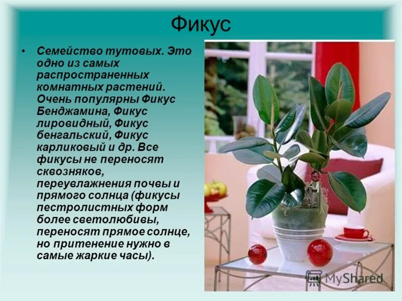 Сообщение о фикусе. Сообщение о фикусе