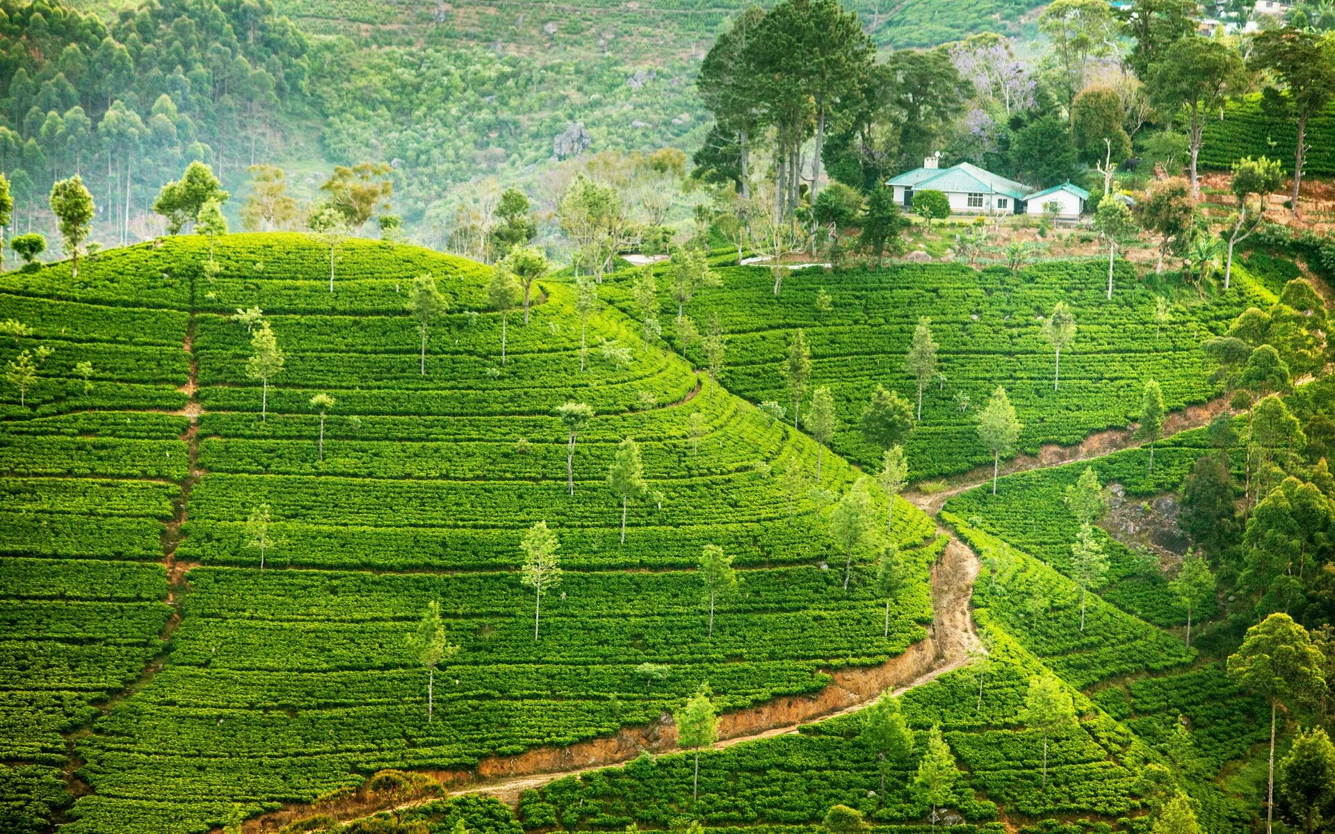 Остров плантация. Остров Цейлон чайная плантация.. Шри Ланка чайные плантации. Чайные плантации Цейлона. Цейлонские плантации Шри Ланка.