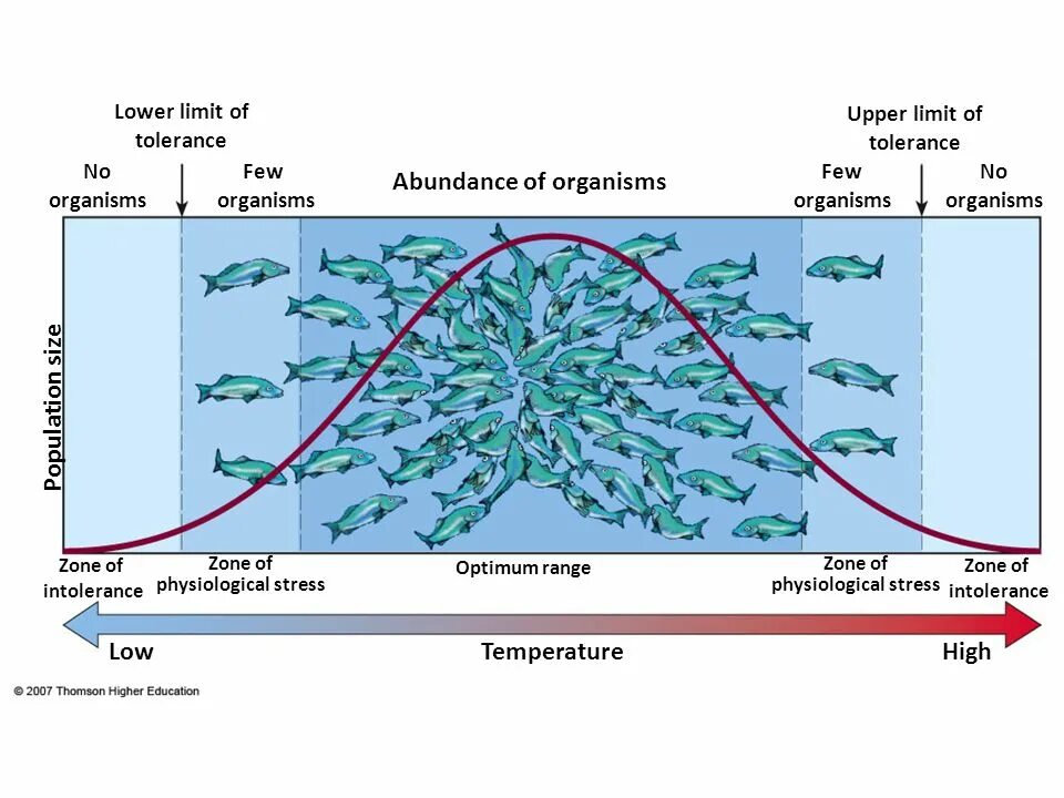 Limit zone. Range of tolerance. Low of tolerance. Lower limit. Temperature tolerance graph of Terrestrial Organisms.