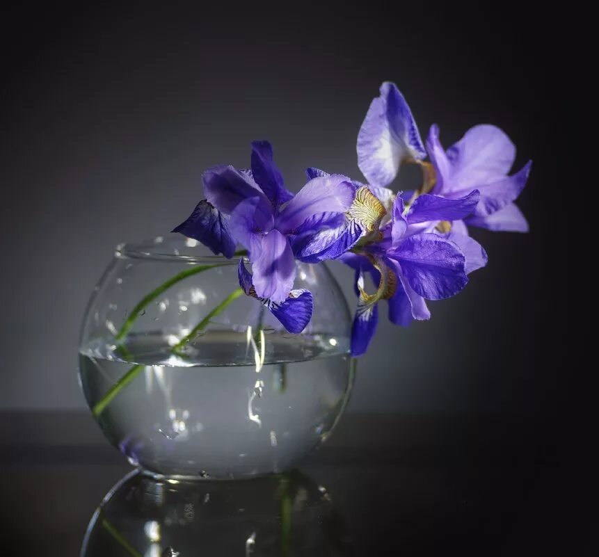 Irises in a Glass Vase .Colorful Irises in a Glass Vase on a Wooden Table Stock 
