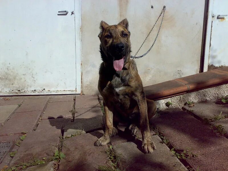 кубинский дог или собака стэплонта. кубинский дог. староиспанский мастиф. кубинский дог. американский питбультерьер.