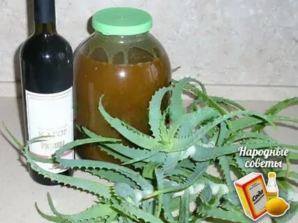 Алоэ с кагором