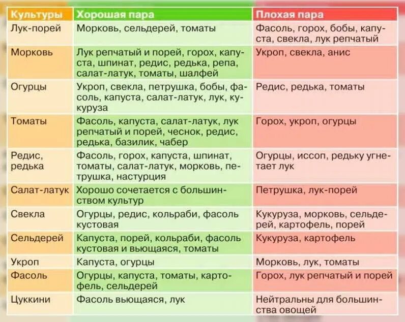 Что можно садить после морковки