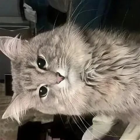 Котенка зовут пушок. Кот пушок серый. пушок кот потерялся серый. серый пушок.