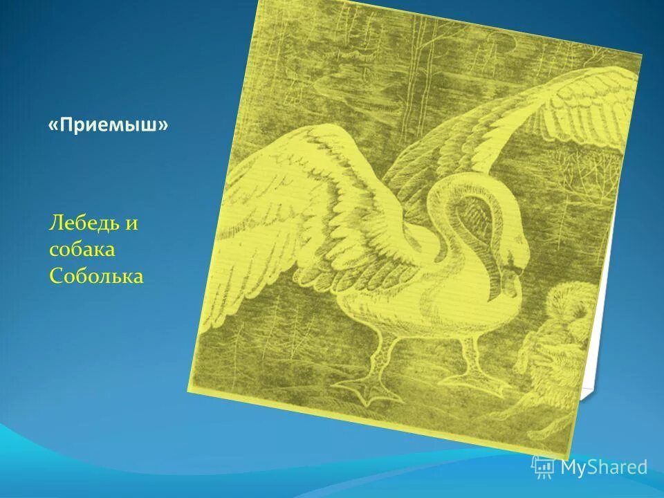 Приемыш отрывок. Лебедь приемыш. Рисунок приемыша и соболька. Иллюстрация к рассказу приемыш. Рисунок к рассказу приемыш.