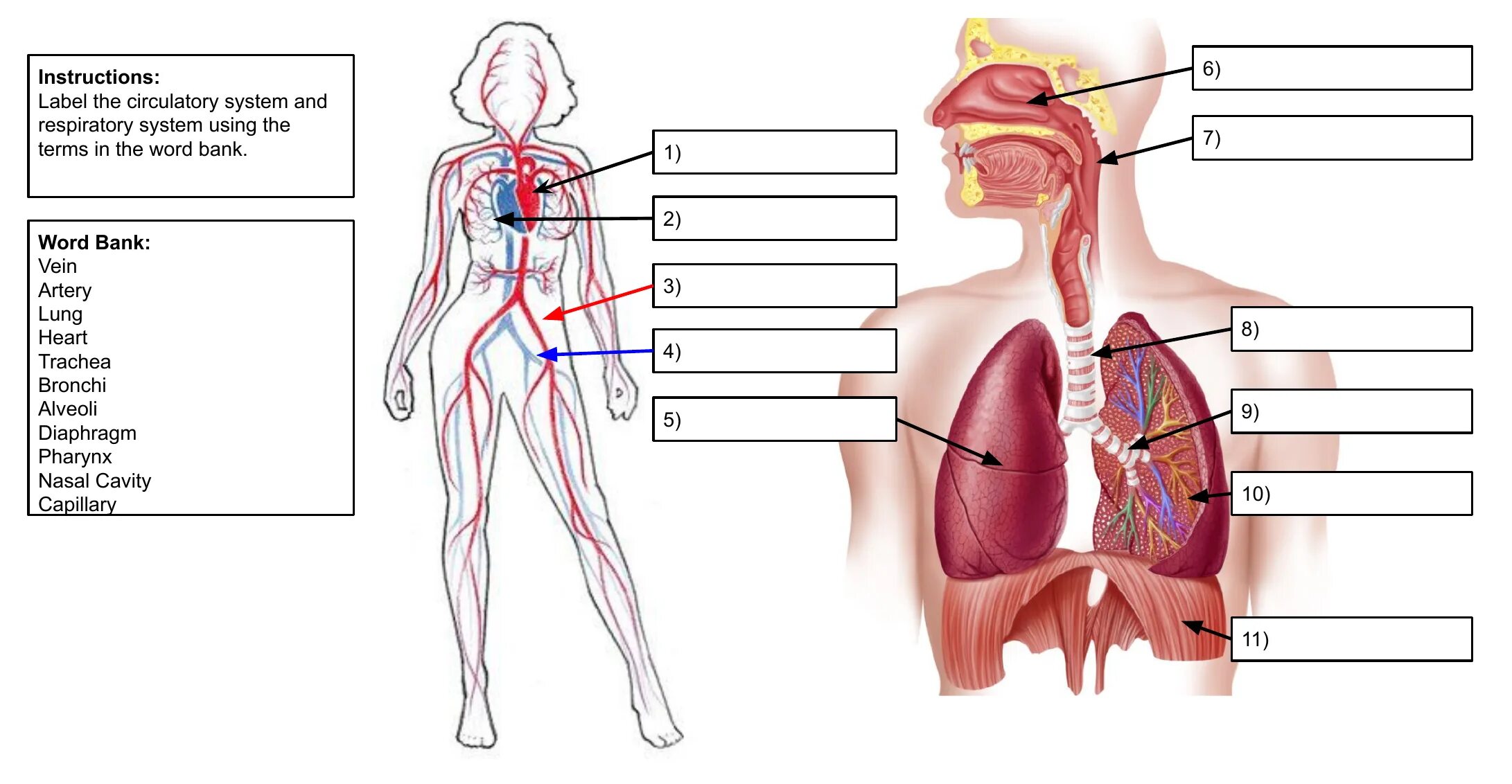 Контрольная работа кровь кровообращение. Дыхательная система женщины. Respiratory System. Дыхательная система человека без подписей. Circulatory System diagram.