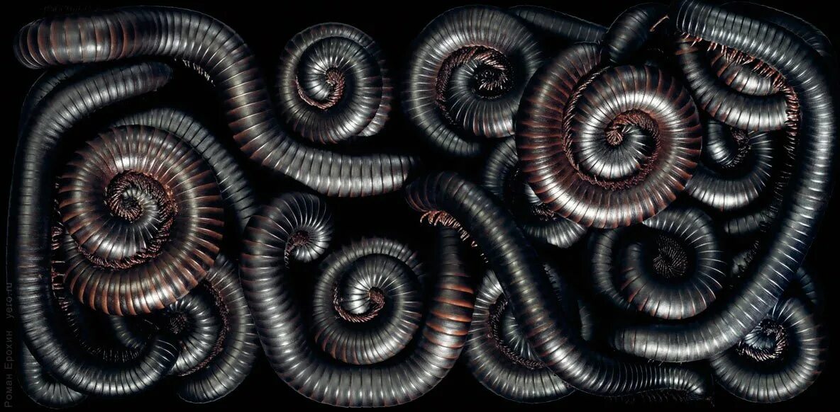 черный червячок. кивсяк гигантский черный африканский. черный червячок. черный червячок. черные кольчатые черви.