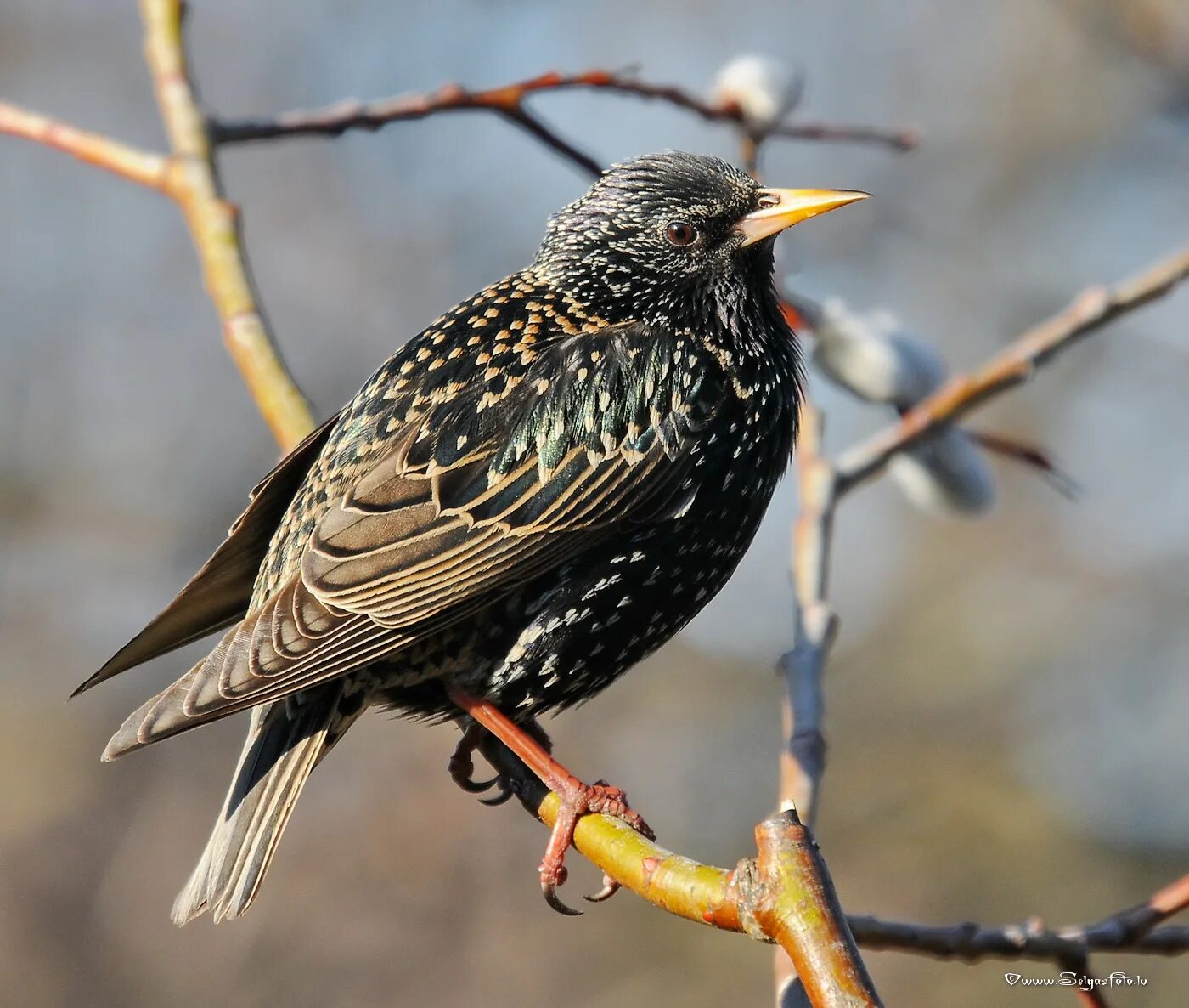 Скворец доктор. Птицы израиля скворец. Обыкновенный скворец черный дрозд. Капский скворец. Птенец скворца.