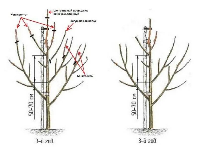 Схема обрезки колоновидного абрикоса. Обрезка плодовых деревьев схема весной. Схема обрезки яблони весной.