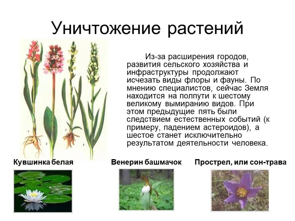 Истребление редких растений. Исчезающие виды растений. Исчезновение видов растений. Вымершие растения.