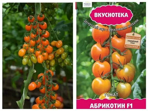 томат фонтан характеристика и описание. томат оранжевый фонтан характеристика и описание сорта фото отзывы. томат лунный фонтан f1 (а). томат абрикотин 10шт (вкуснотека). томат сладкий фонтан f1 (сер.