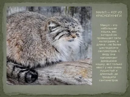 Дикий кот из красной книги манул описание