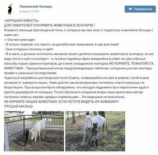Зоопарки эссе